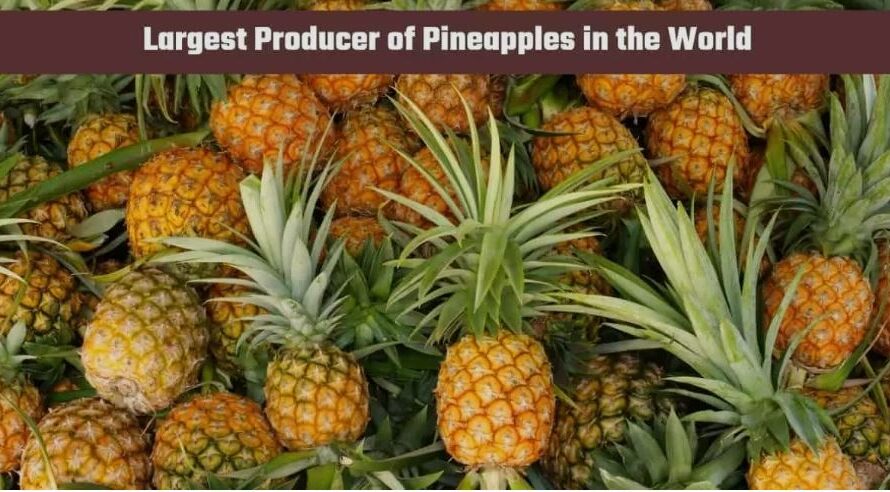 Which Country is the Largest Producer of Pineapples in the World?